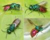 Holopyga sp.